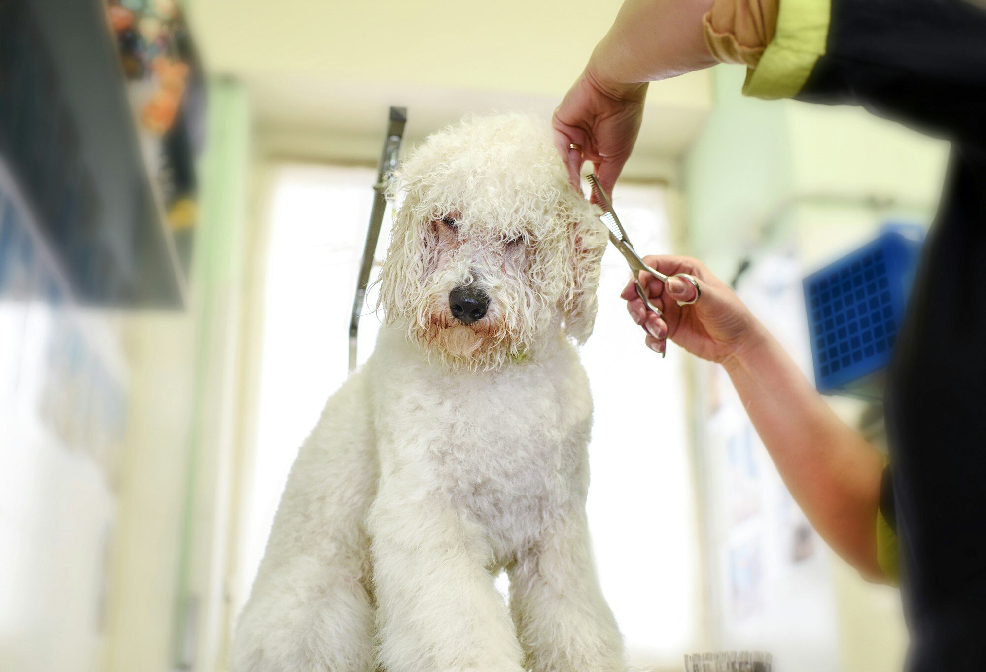 Groomer trimming the coat of a small white dog