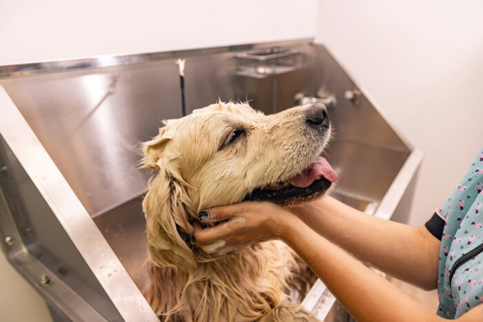 Professional groomer carefully wash the dog